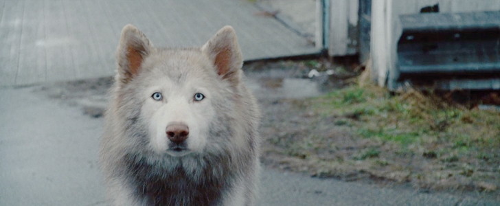 犬が諭しに来る